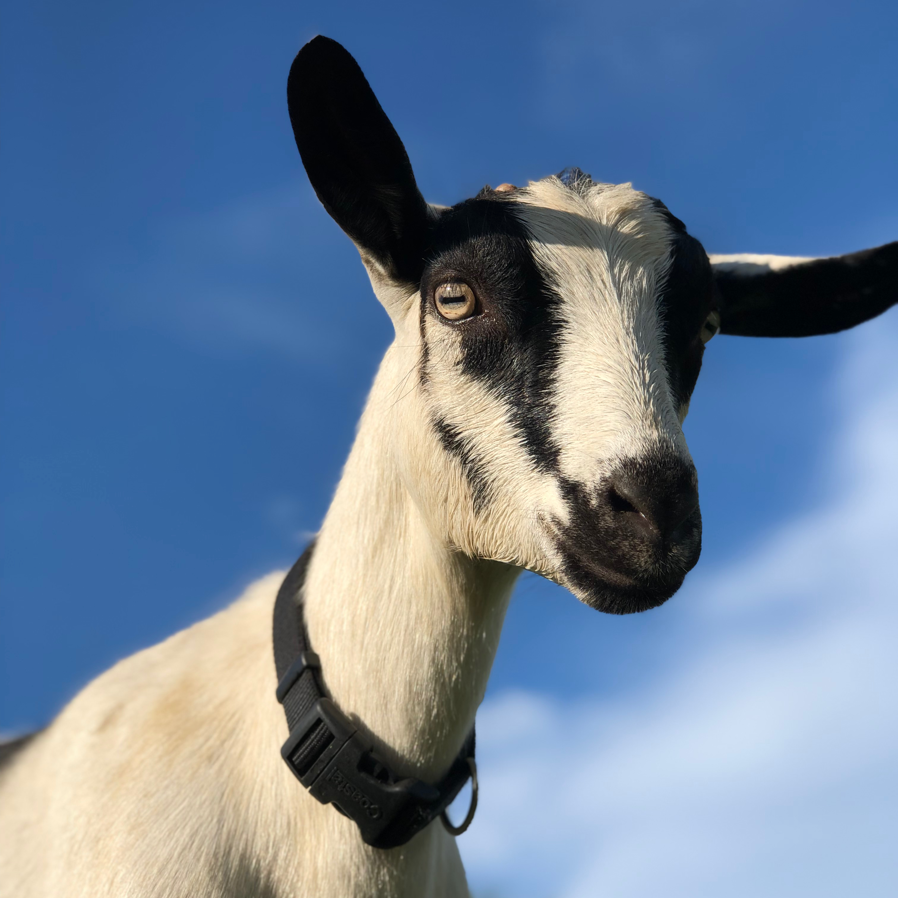 Dairy Goat Breeds – For Dummies! – Hayyy Farms