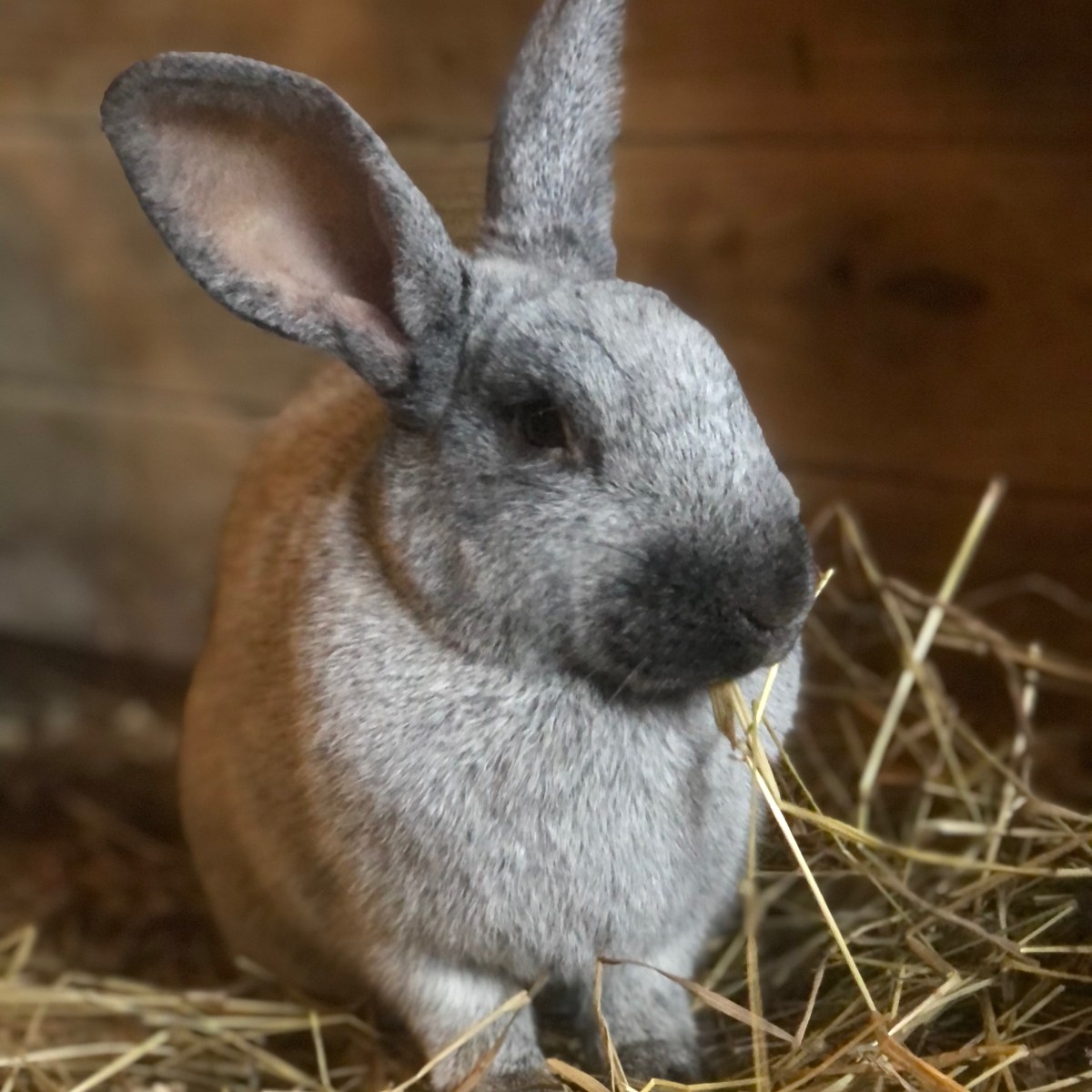Champagne D’Argent Rabbits – Hayyy Farms