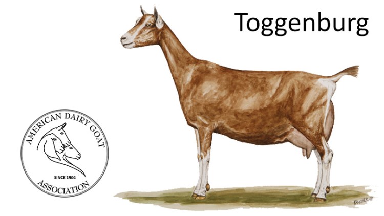 Dairy Goat Breeds – For Dummies! – Hayyy Farms