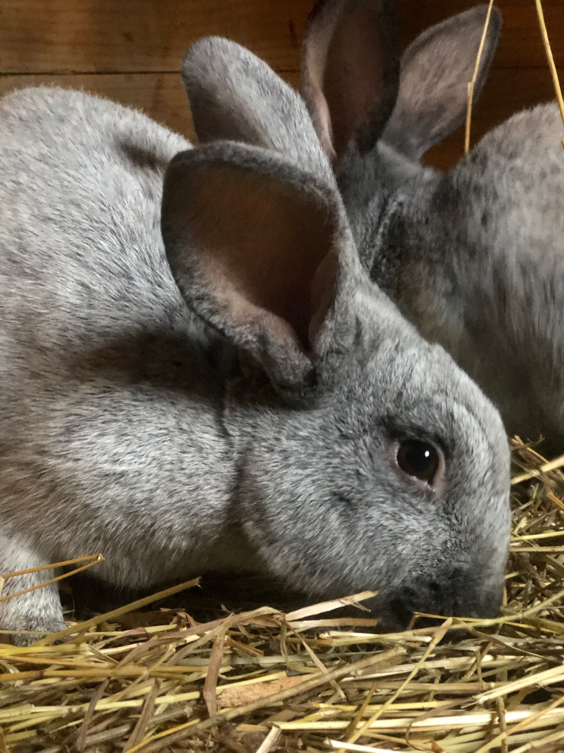 Champagne D’Argent Rabbits – Hayyy Farms