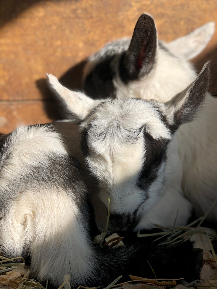 Two baby goats cuddling