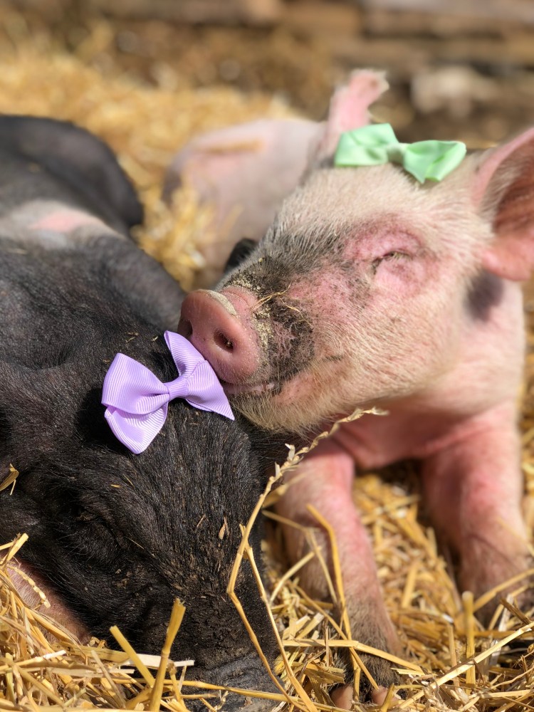 Two piglets wearing purple and green bows, laying in a bed of straw