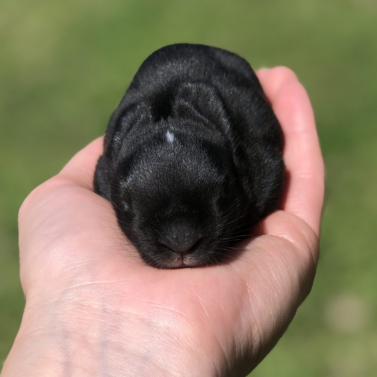 Tonic Immobility in Rabbits: Major Stressor or No Big&nbsp;Deal?