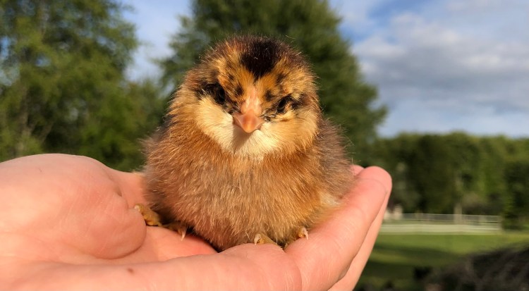 Brown baby chick being held in the palm of a hand, with trees, grass, and a blue sky in the background