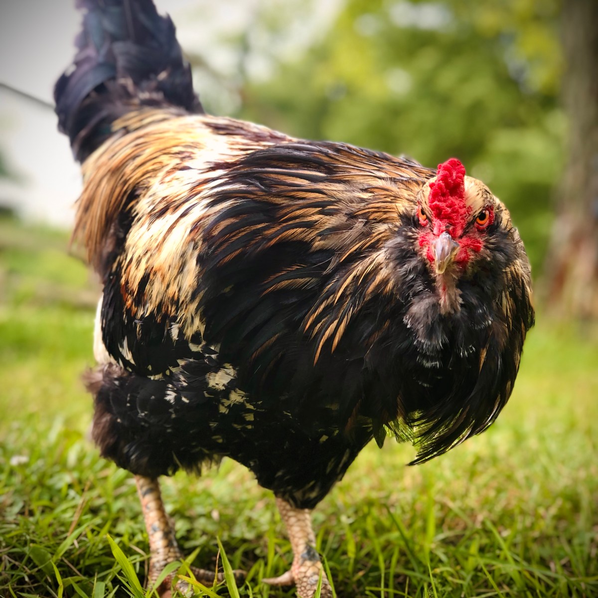 Understanding Rooster Anatomy: The Role of Environmental Factors in Testicular Size (And, is it Linked to&nbsp;Aggression?)