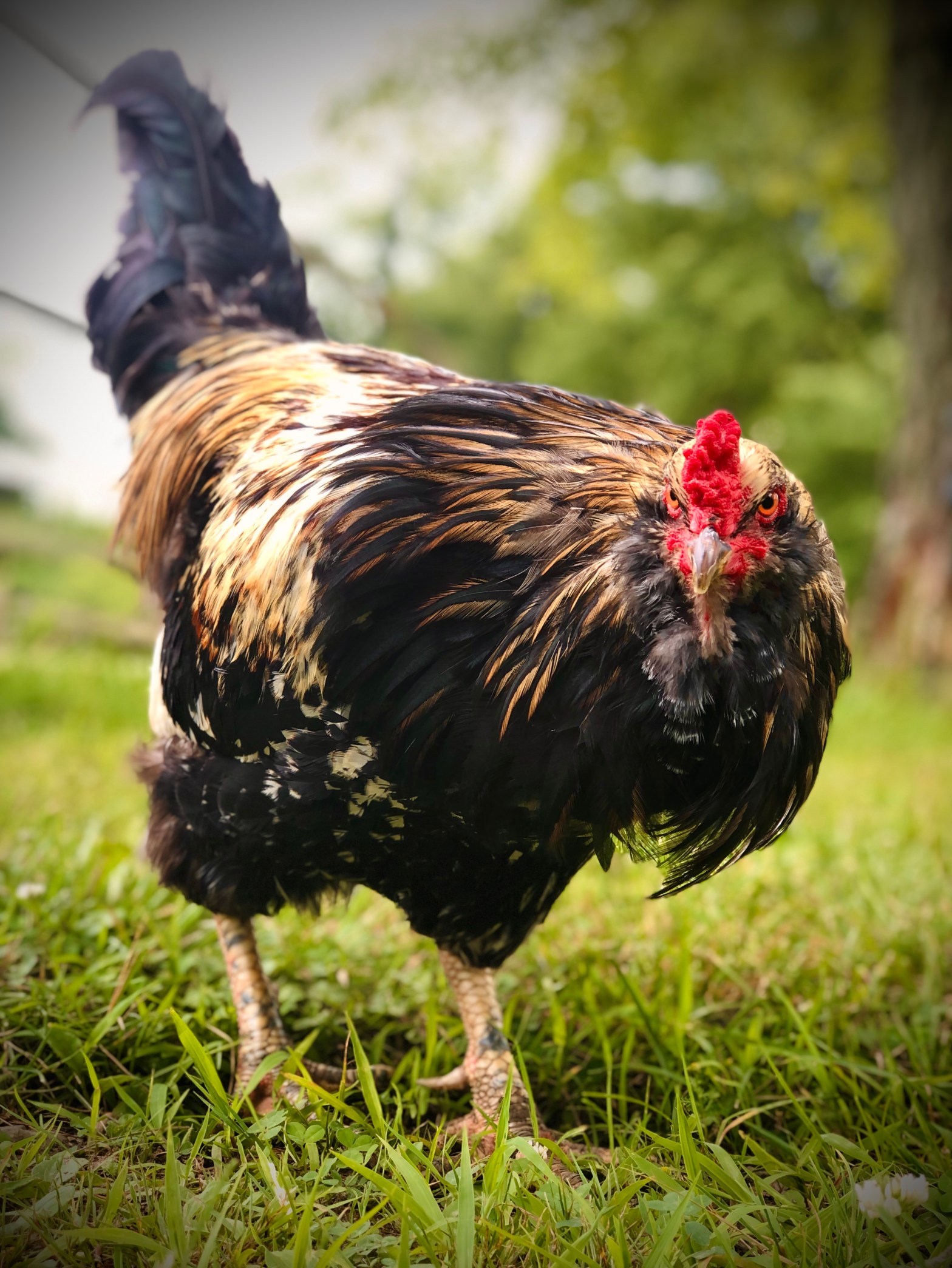 Understanding Rooster Anatomy: The Role of Environmental Factors in Testicular Size (And, is it Linked to Aggression?)
